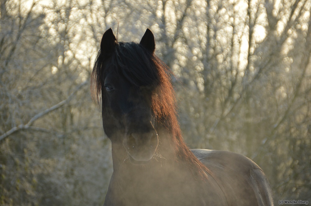 Welsh Cob im Abendlicht 3