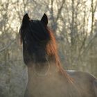 Welsh Cob im Abendlicht 3