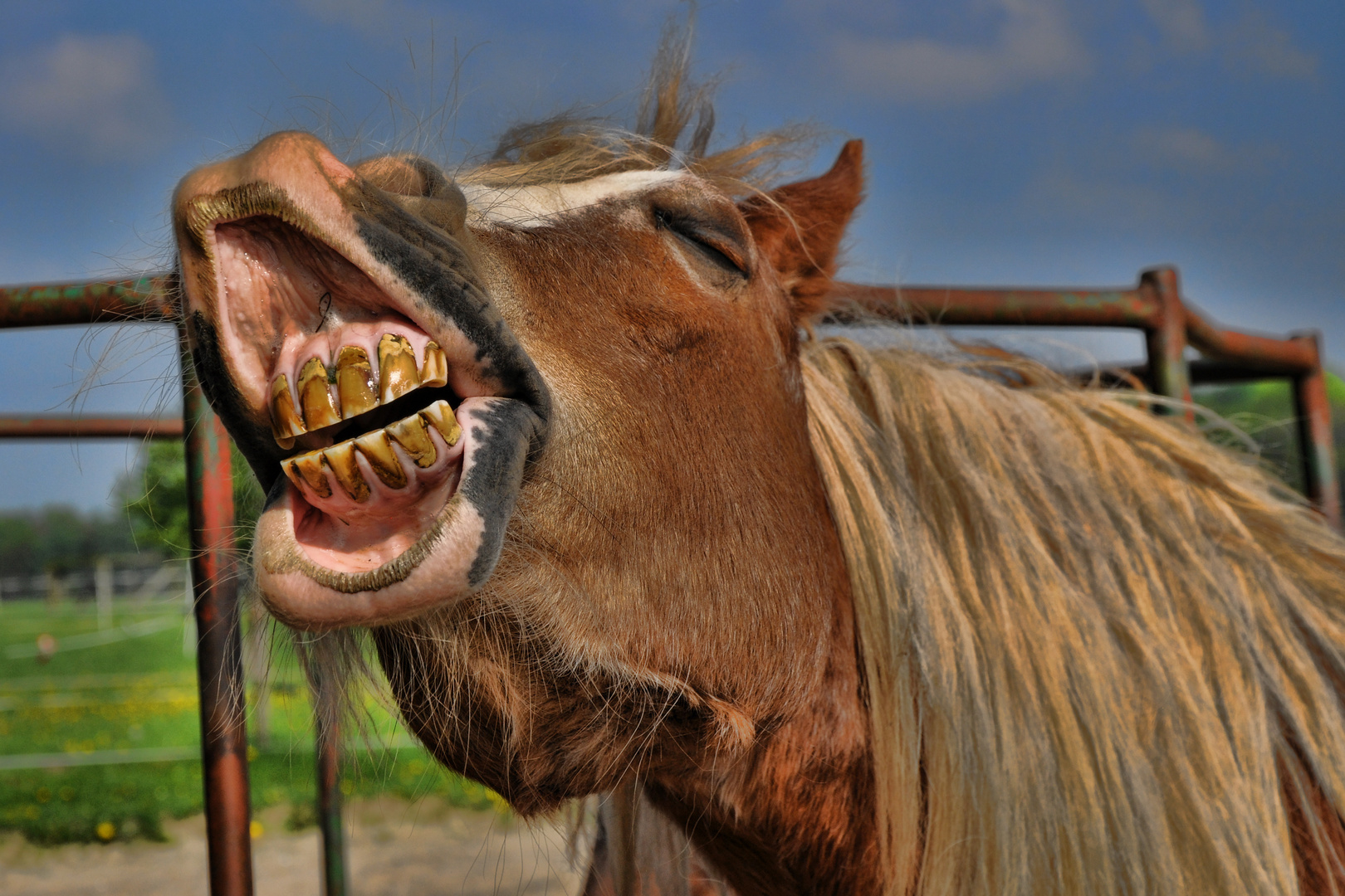 Welsh Cob Stute