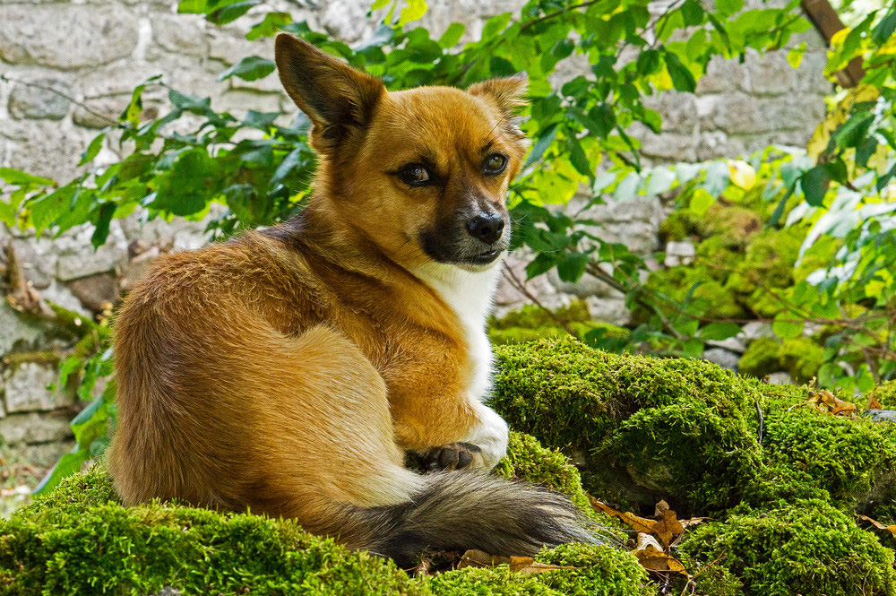 Welsh Corgi