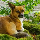 Welsh Corgi