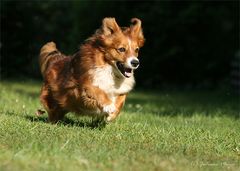 Welsh Corgi