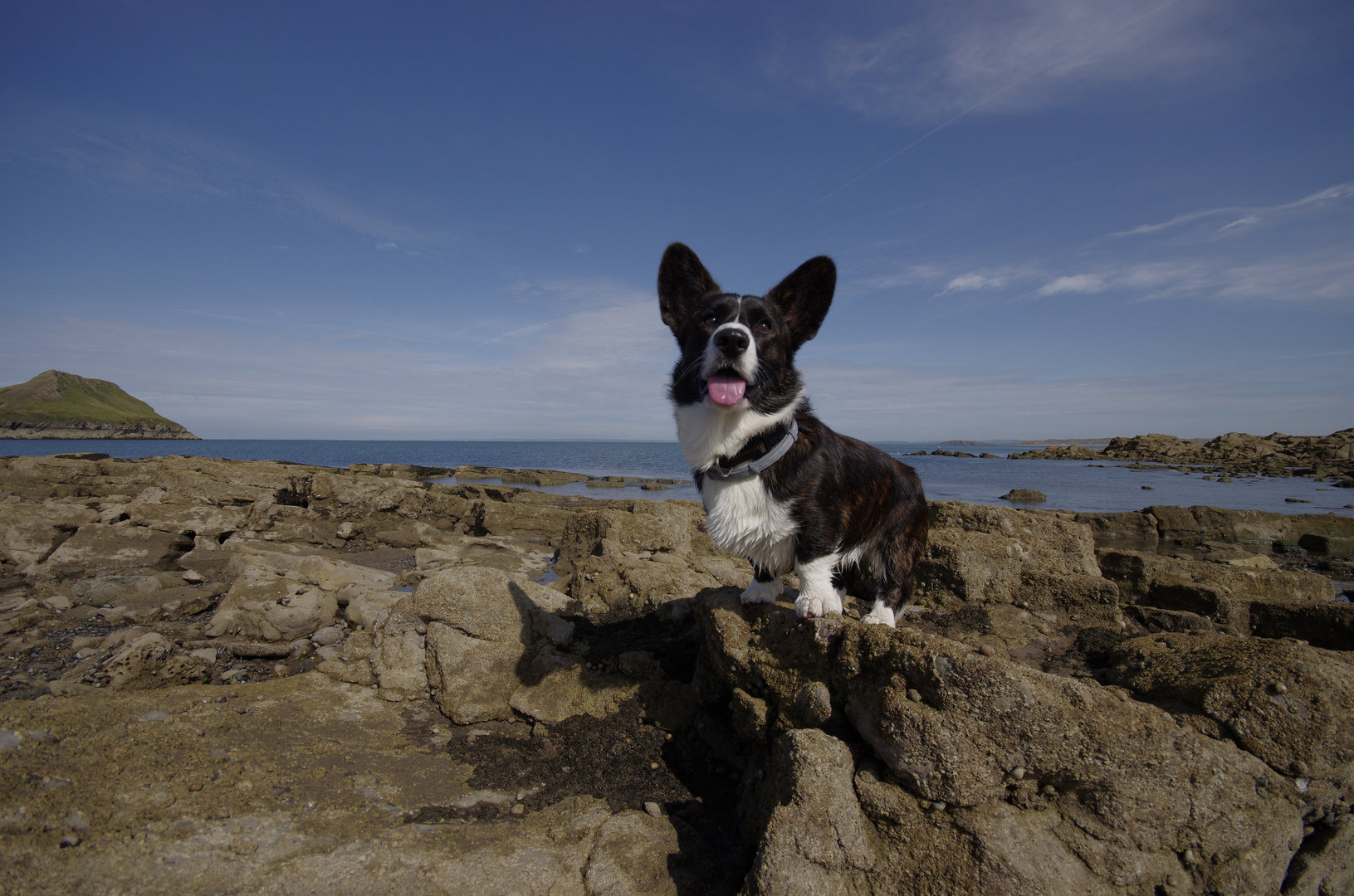 Welsh Corgi Cardigan "Baxter" 1