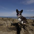 Welsh Corgi Cardigan "Baxter" 1