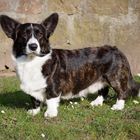 Welsh Corgi Cardigan "Baxter" 2