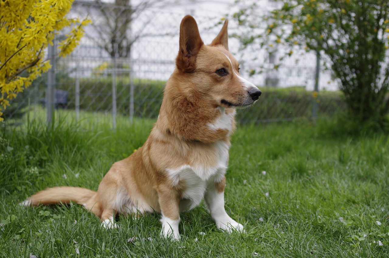 Welsh Corgi Cardigan "Elliot" 1