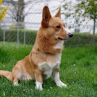 Welsh Corgi Cardigan "Elliot" 1