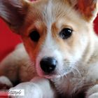 Welsh Corgi Pembroke