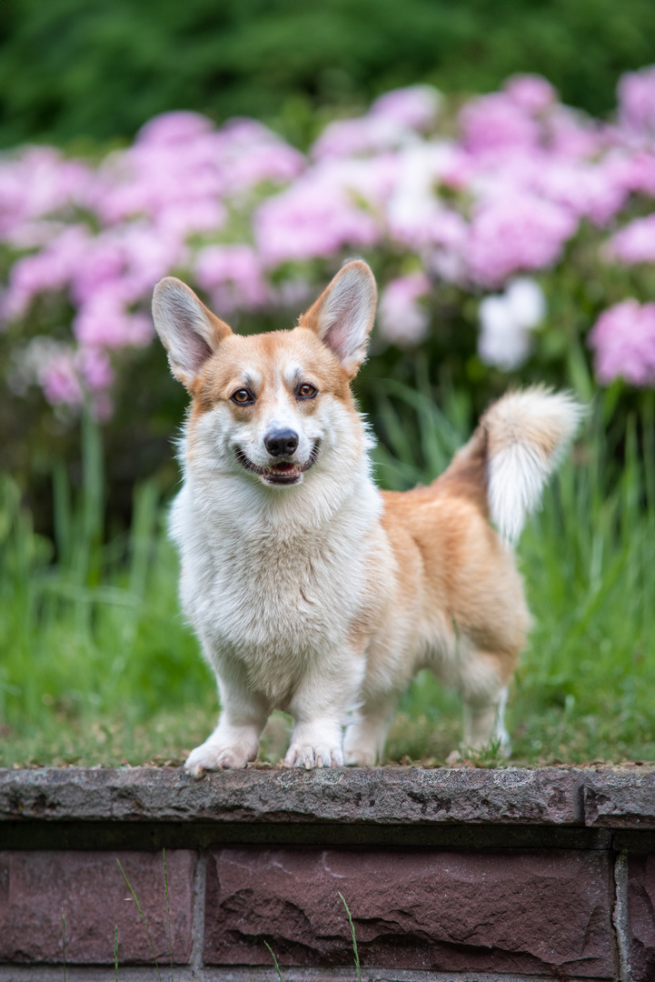 Welsh Corgi Pembroke Rüde Butters