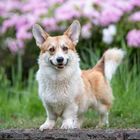 Welsh Corgi Pembroke Rüde Butters