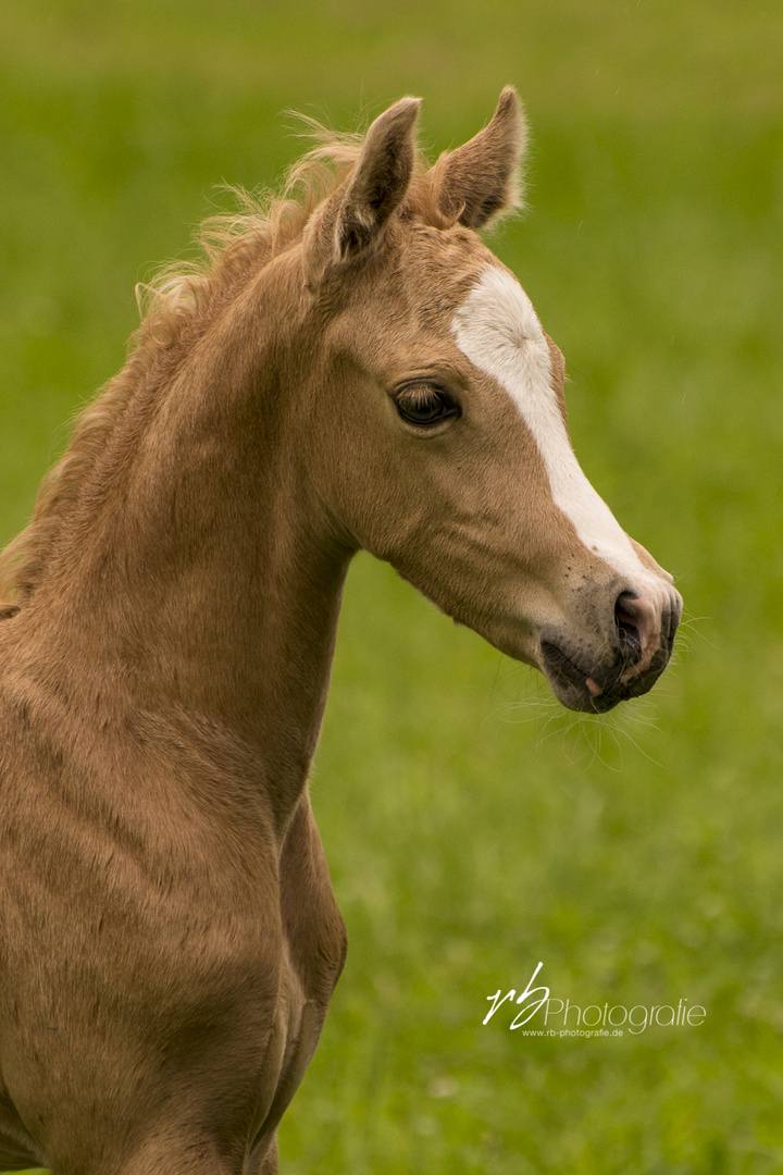 Welsh Fohlen