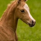 Welsh Fohlen