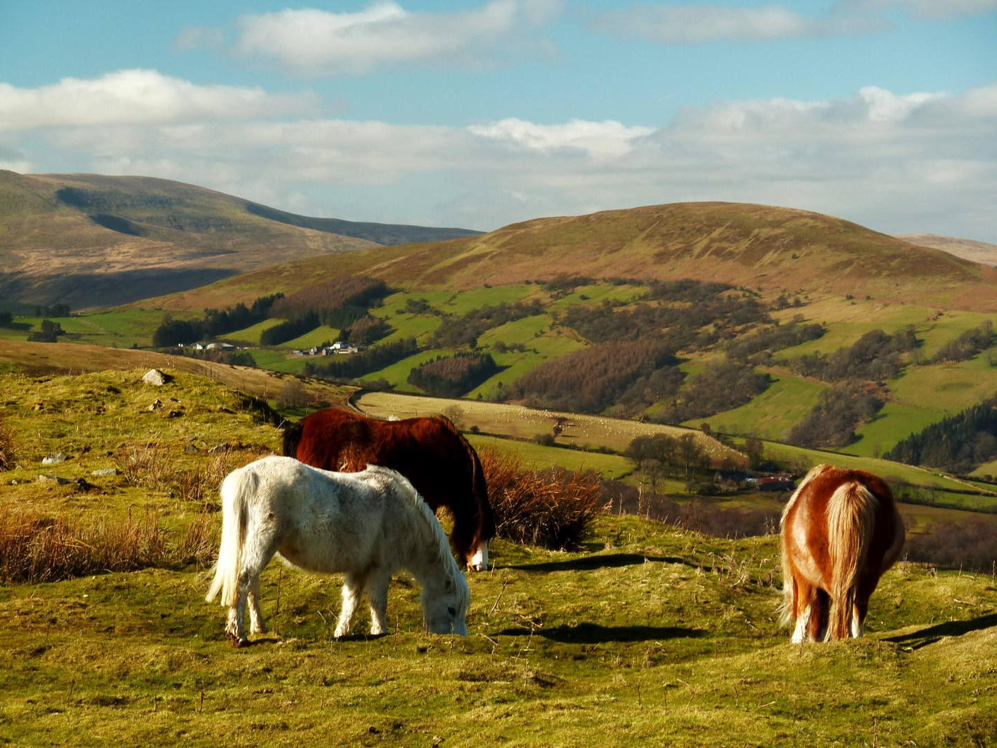 Welsh Mountain Ponies
