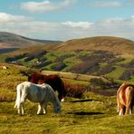 Welsh Mountain Ponies