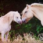 Welsh Mountain Pony and Fjord / Norweger