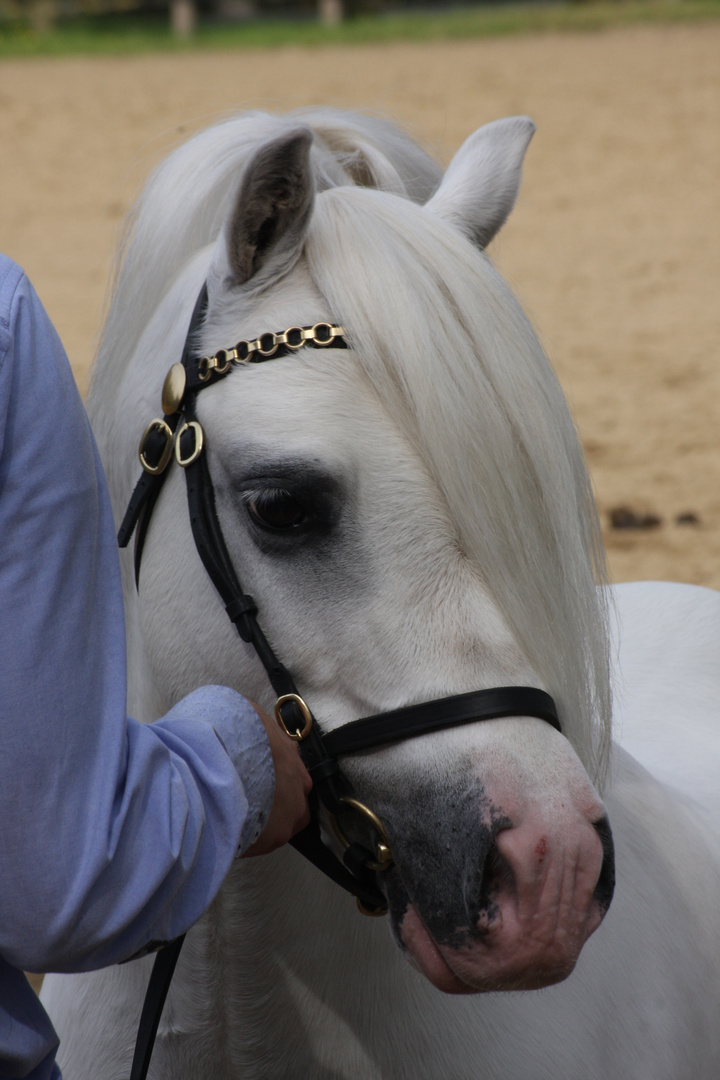 Welsh Pony Show