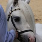 Welsh Pony Show