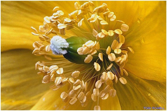 WELSH POPPY.