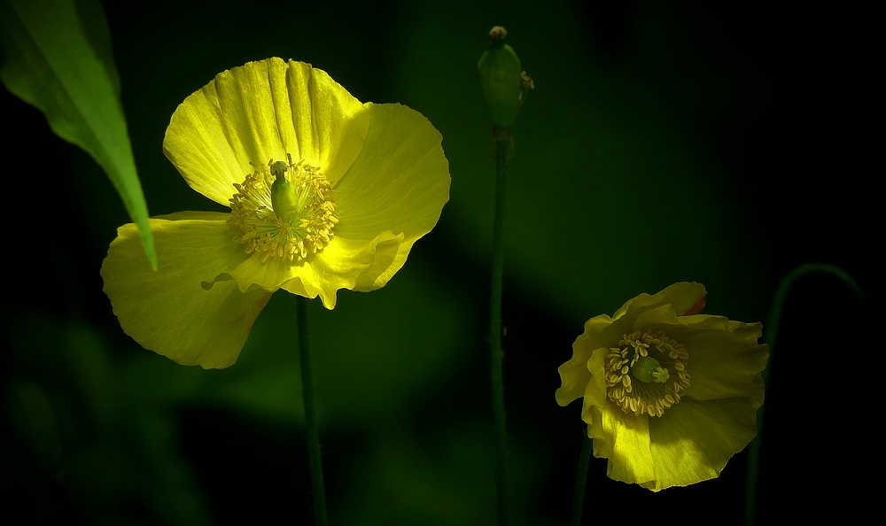 Welsh Poppy