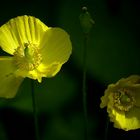 Welsh Poppy