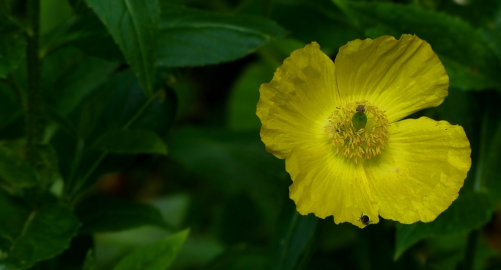 Welsh Poppy