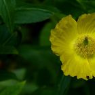 Welsh Poppy