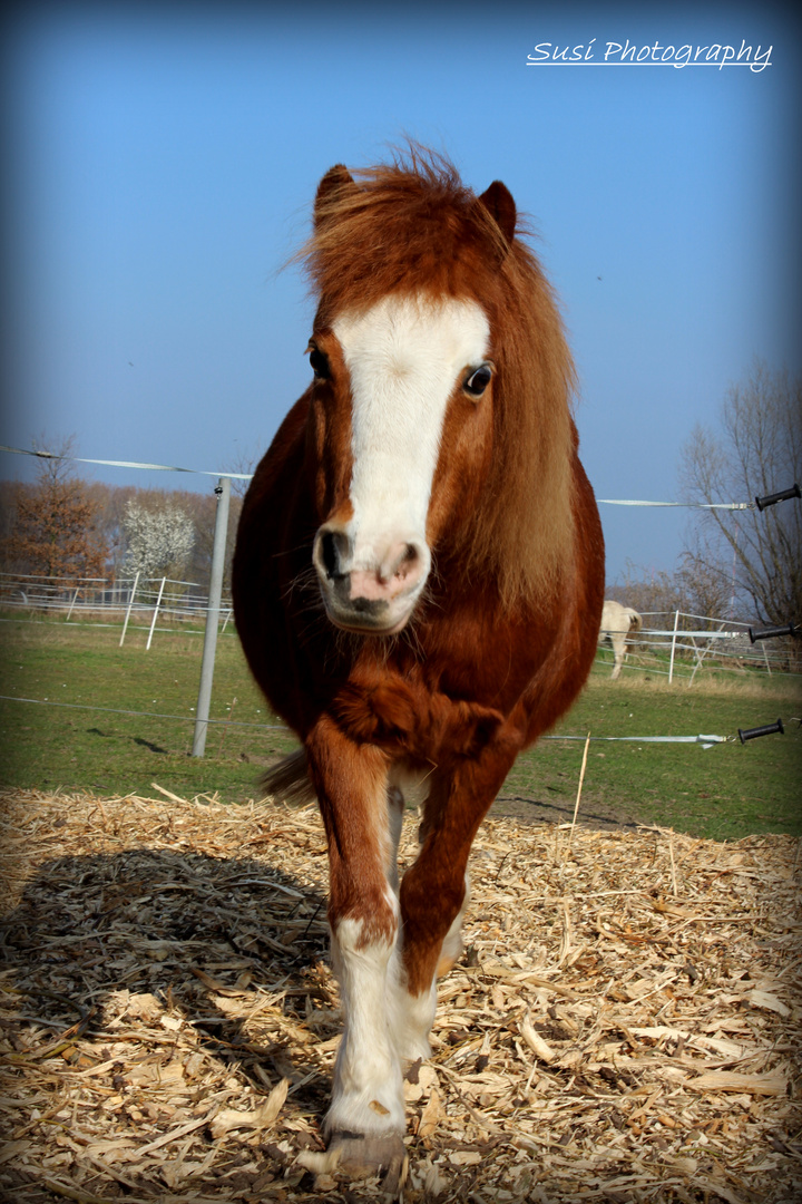 Welsh-Shetty Foto & Bild | tiere, haustiere, pferde, esel, maultiere