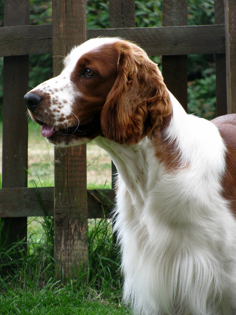 Welsh springer spaniel