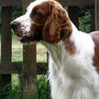 Welsh springer spaniel