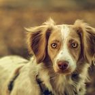 Welsh Springer Spaniel