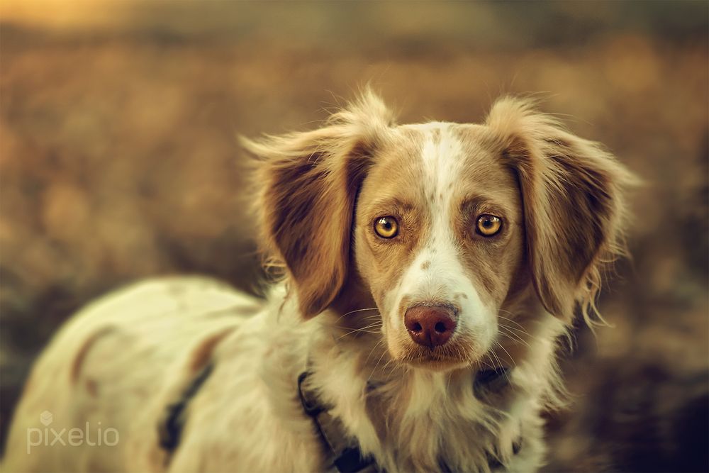 Welsh Springer Spaniel