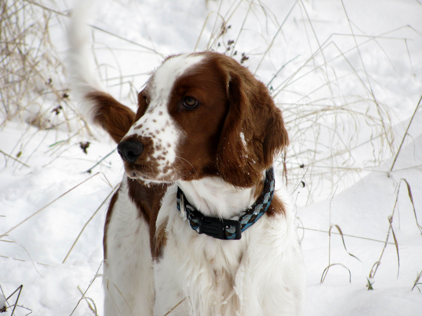 Welsh Springer Spaniel im Feld