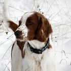 Welsh Springer Spaniel im Feld