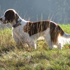 Welsh Springer Spaniel im Herbstlicht