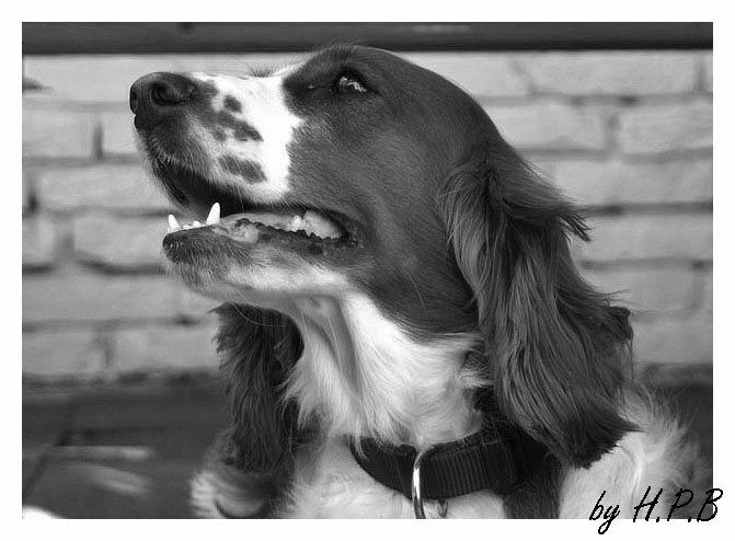 Welsh Springer Spaniel Kira