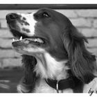 Welsh Springer Spaniel Kira