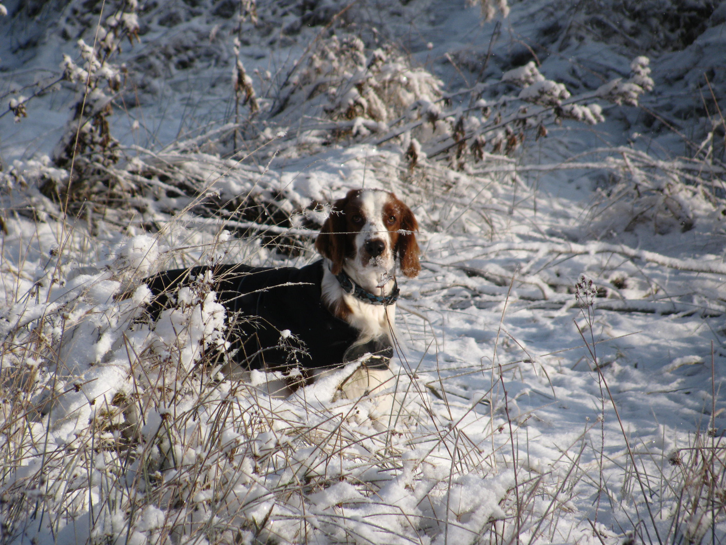 Welsh Springer Spaniel Winter