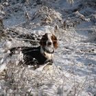 Welsh Springer Spaniel Winter