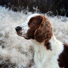 Welsh Springer Spaniel - Wintermorgen