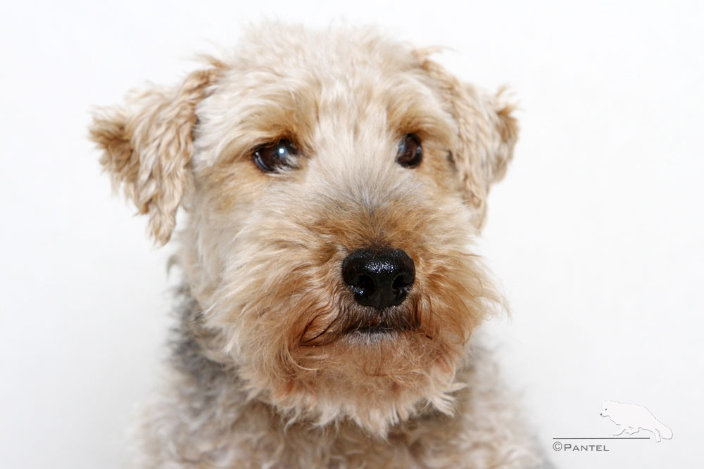 Welsh Terrier