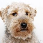 Welsh Terrier