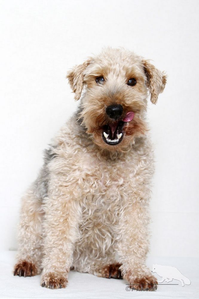 Welsh Terrier Hündin Maggie