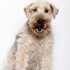 Welsh Terrier Hündin Maggie