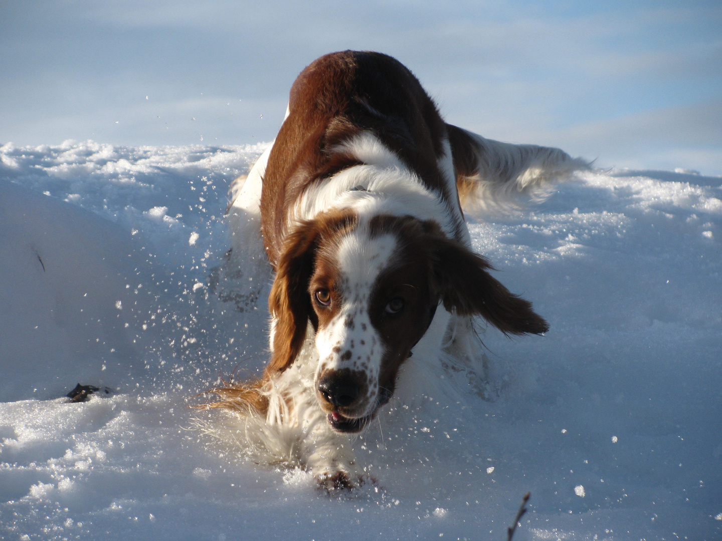 Welshie im Schnee