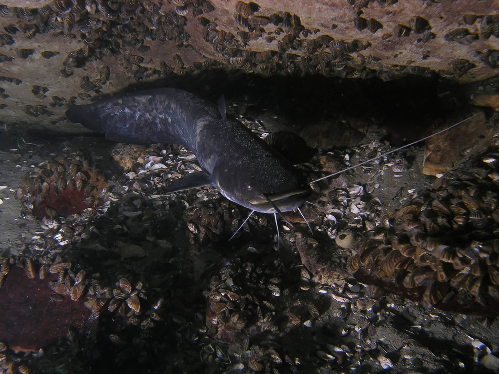 Welshöhle