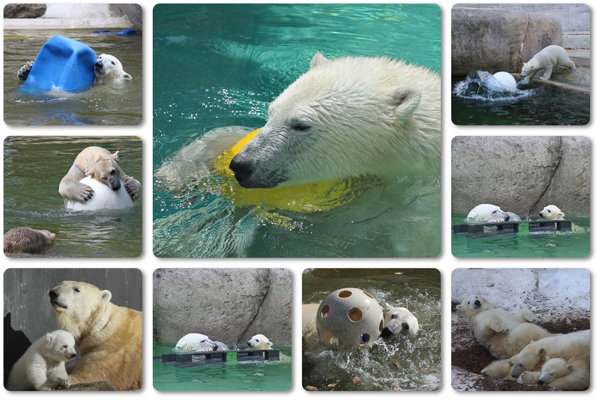 Welt-Eisbär-Tag