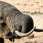 Welt-Elefanten-Tag