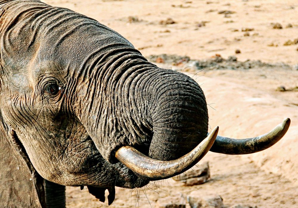 Welt-Elefanten-Tag