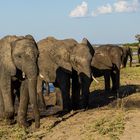 Welt Elefanten Tag