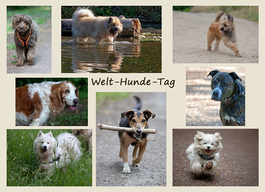 Welt-Hunde-Tag